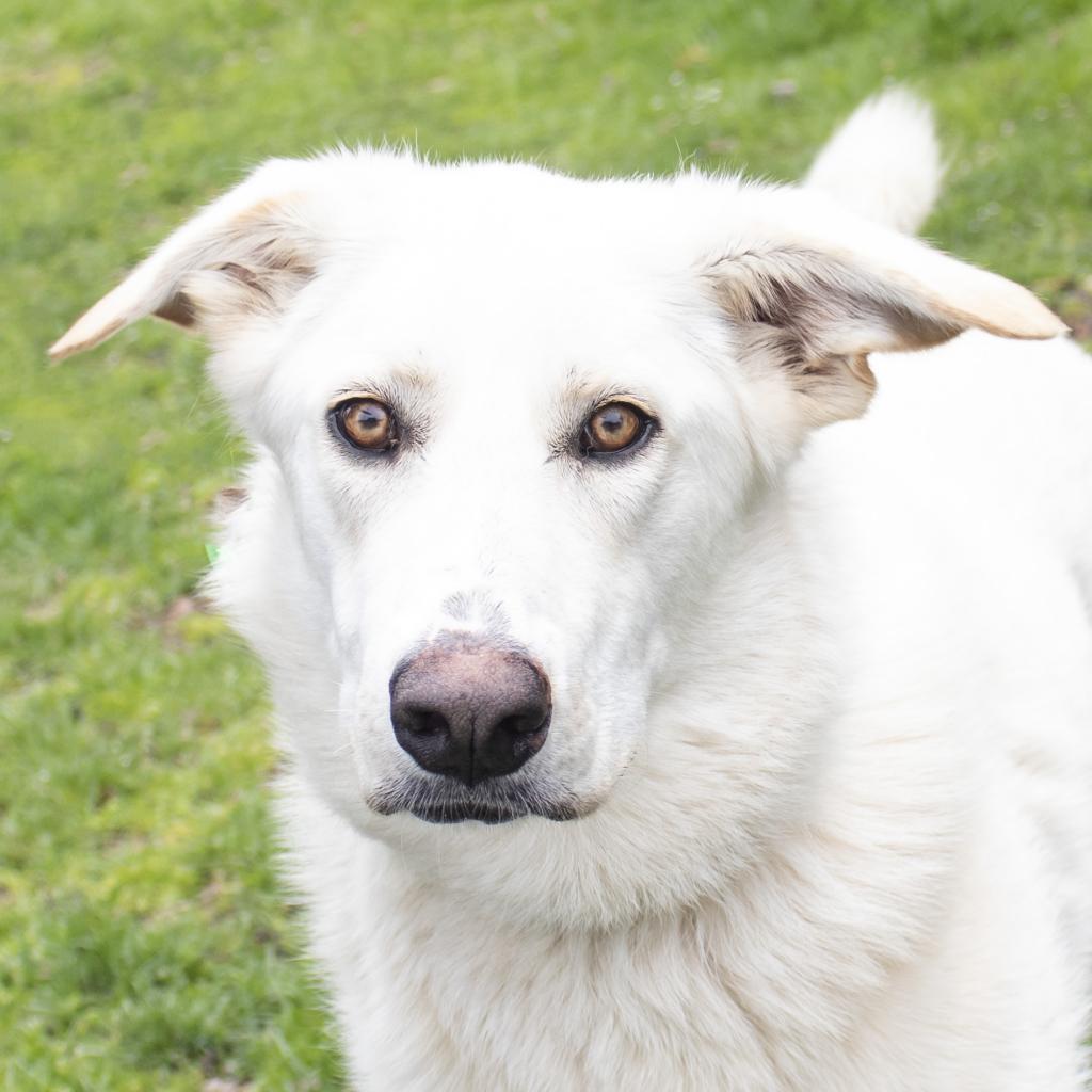Enlarge Mikala, a Adoptable mixed breed in Middletown, RI image 1/1