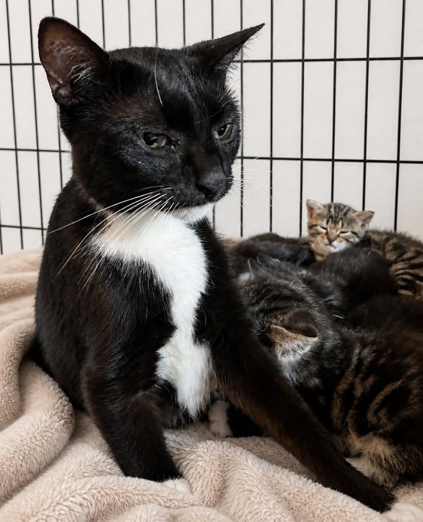Licorice, a Adoptable mixed breed in Dalton, GA image 1/2