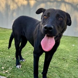 Peaches, ADOPTABLE, Young Female Labrador Retriever.