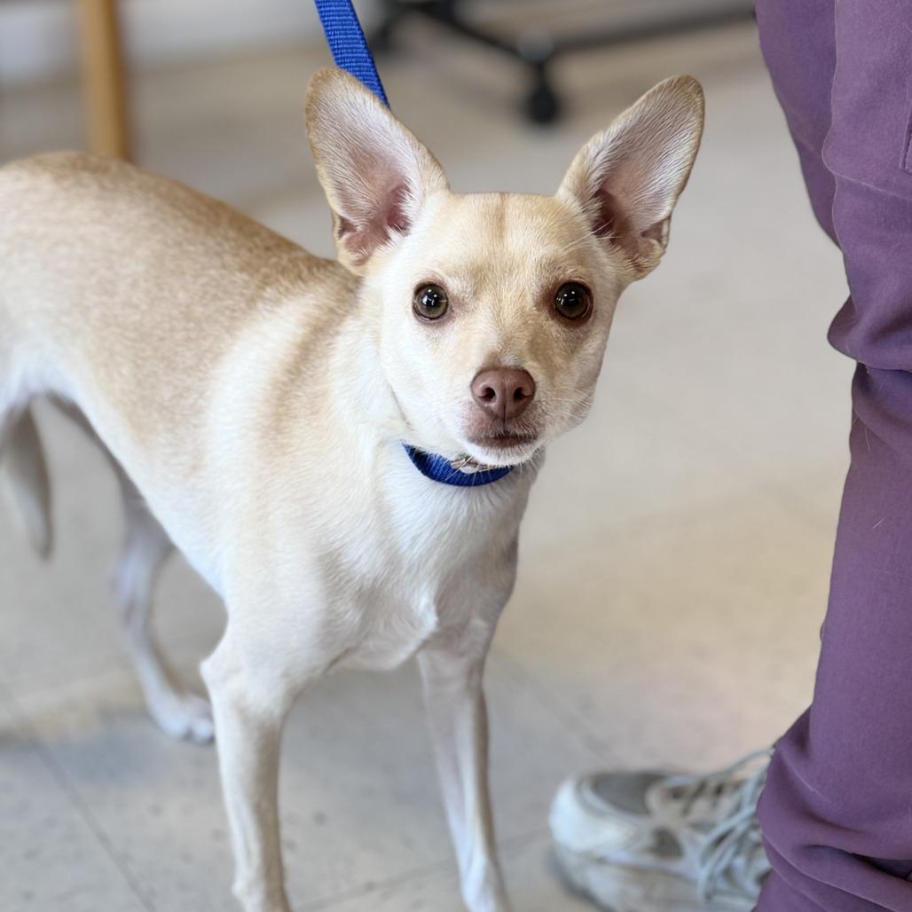Enlarge Cupcake, a Adoptable mixed breed in Fresno, CA image 1/6
