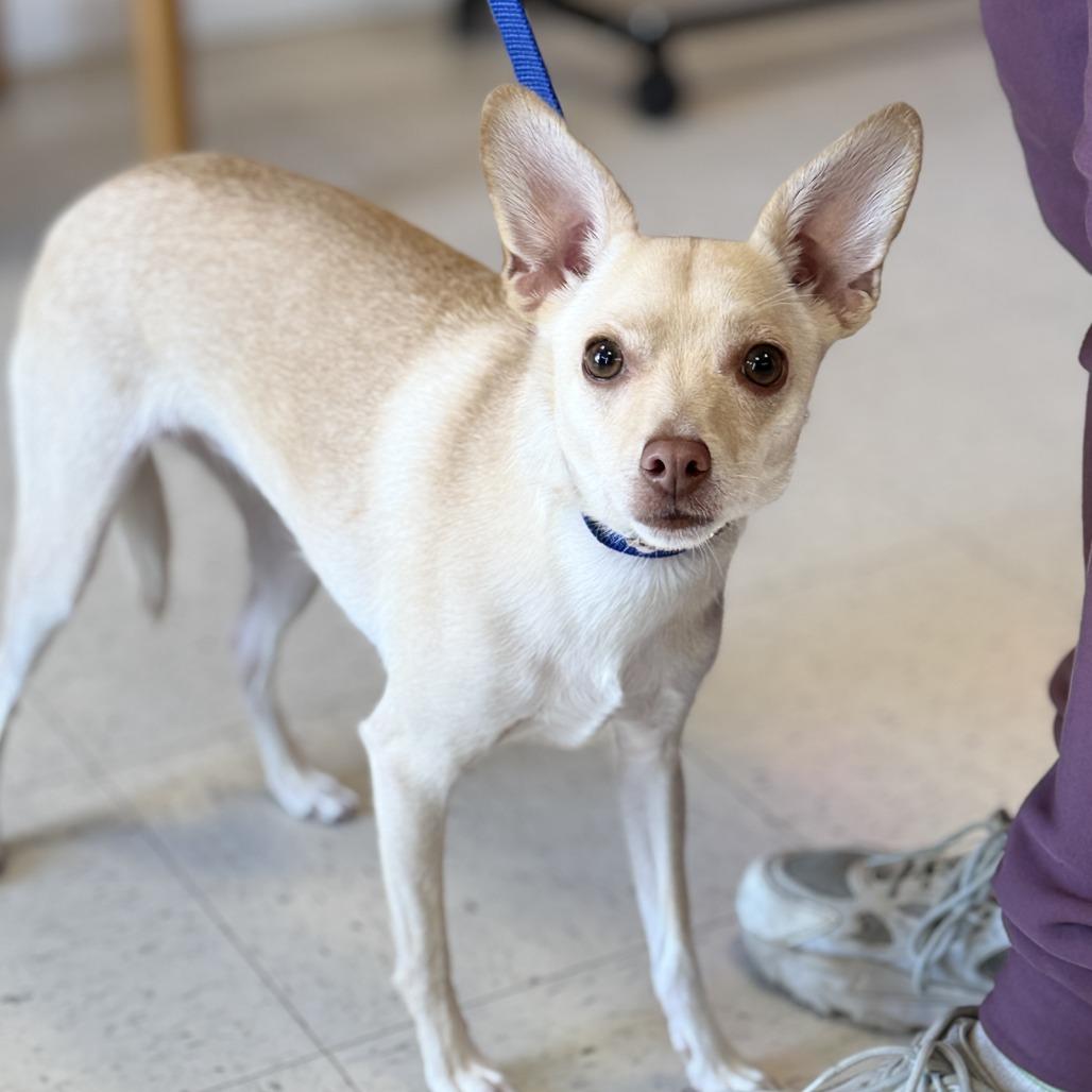 Enlarge Cupcake, a Adoptable mixed breed in Fresno, CA image 2/6