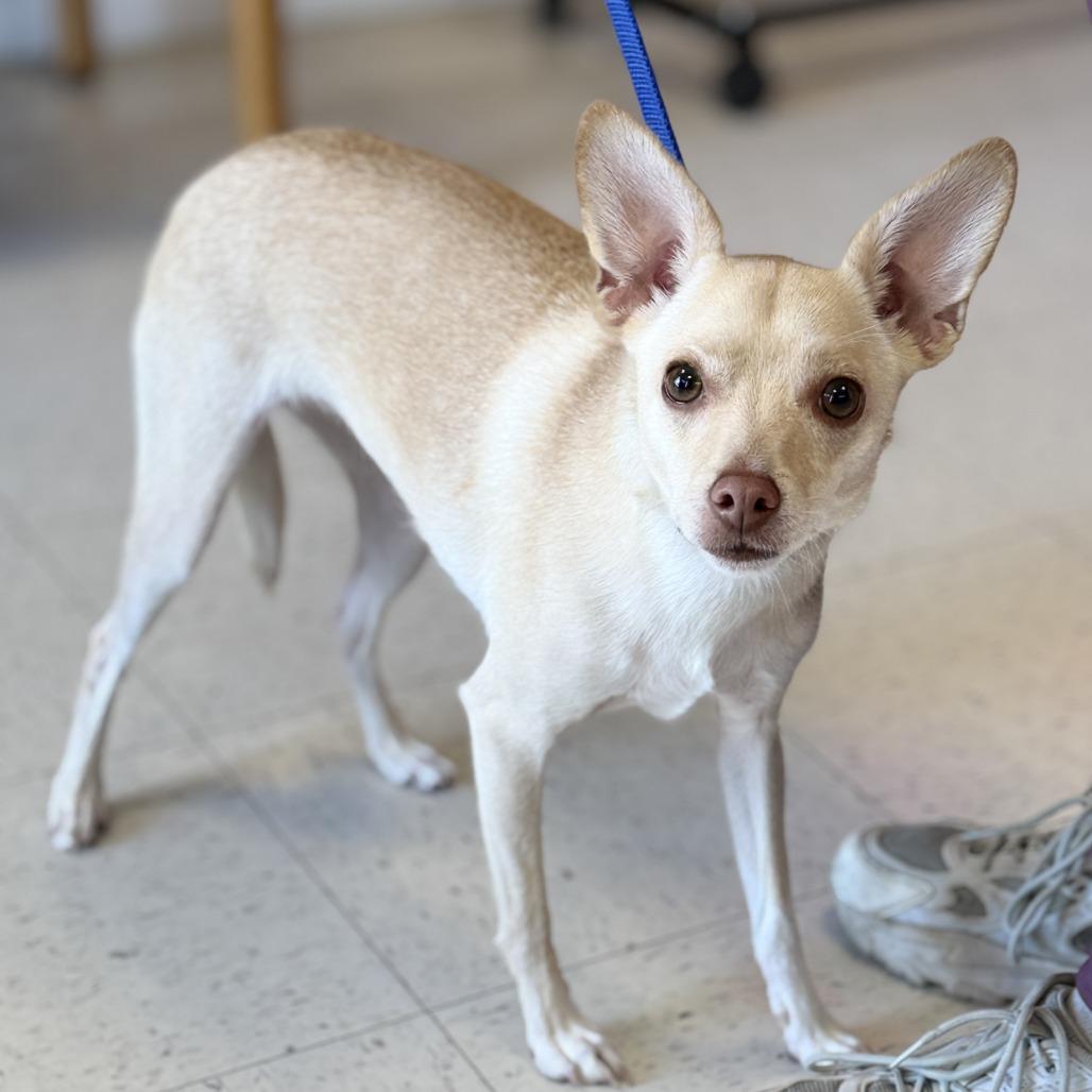 Enlarge Cupcake, a Adoptable mixed breed in Fresno, CA image 3/6