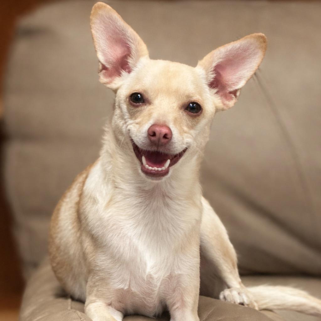 Enlarge Cupcake, a Adoptable mixed breed in Fresno, CA image 4/6