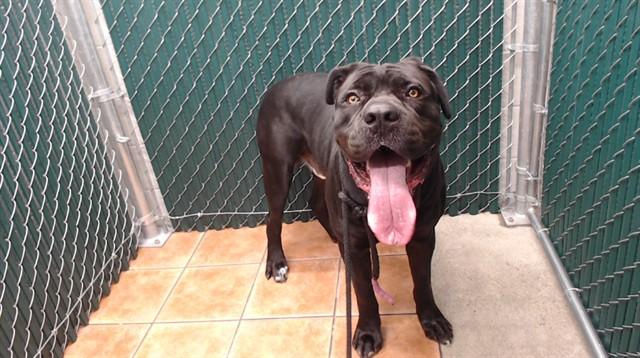 SHADOW, Adoptable, Young Male Cane Corso.