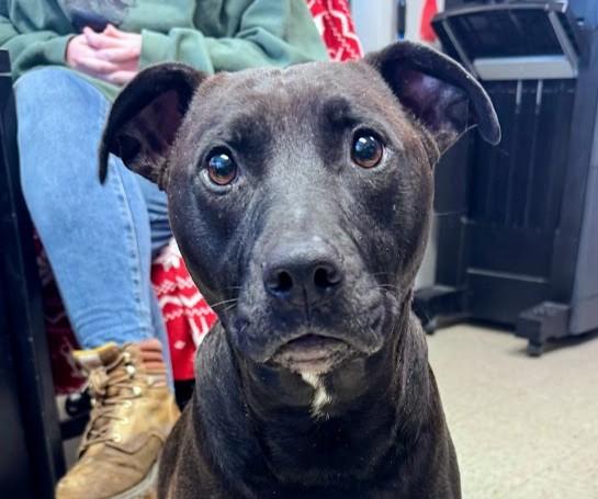 Enlarge SUGAR, a Adoptable Labrador Retriever in Olathe, KS image 1/1