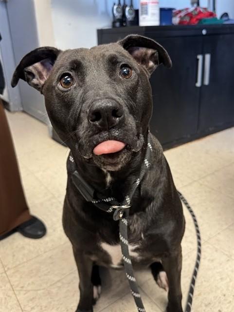 Enlarge SUGAR, a Adoptable Labrador Retriever in Olathe, KS image 1/1