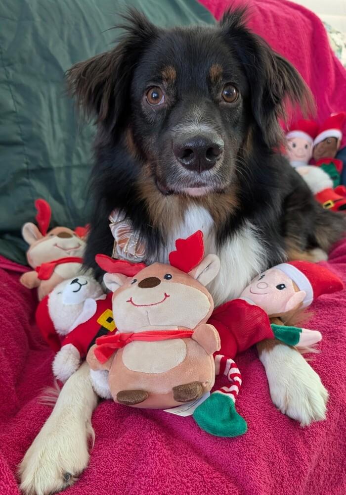 Jake SC NKA Boone, Adoptable, Adult Male Australian Shepherd.