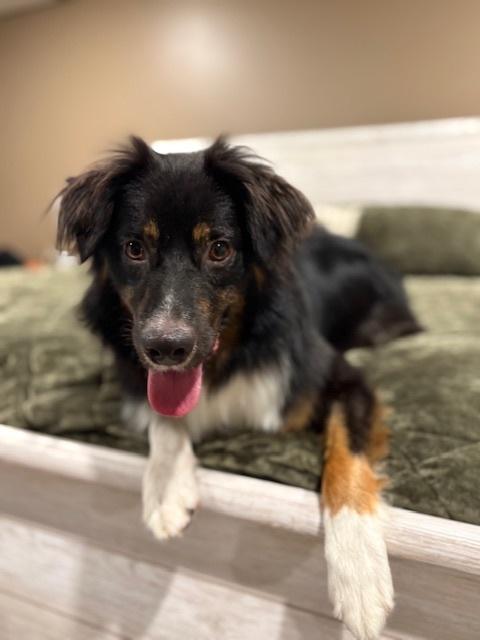 Jake SC NKA Boone, a Adoptable Australian Shepherd in Columbia, SC image 1/4