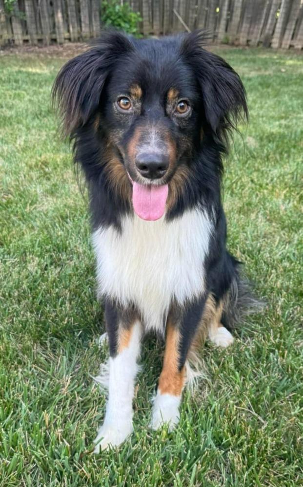 Jake SC NKA Boone, a Adoptable Australian Shepherd in Columbia, SC image 2/4