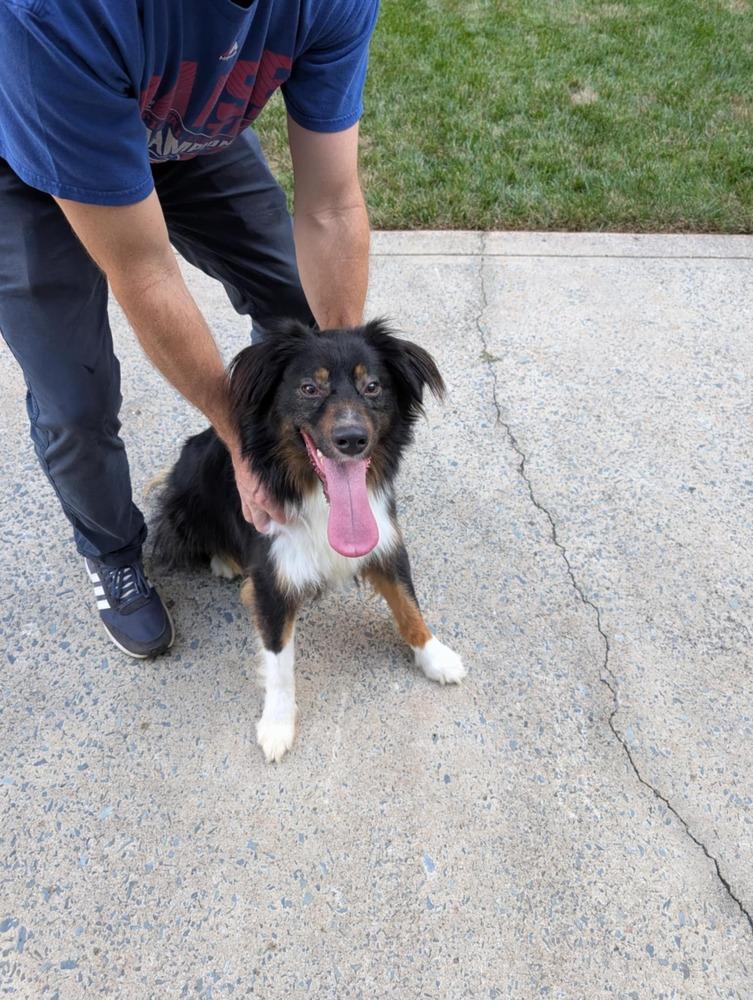 Jake SC NKA Boone, a Adoptable Australian Shepherd in Columbia, SC image 3/4