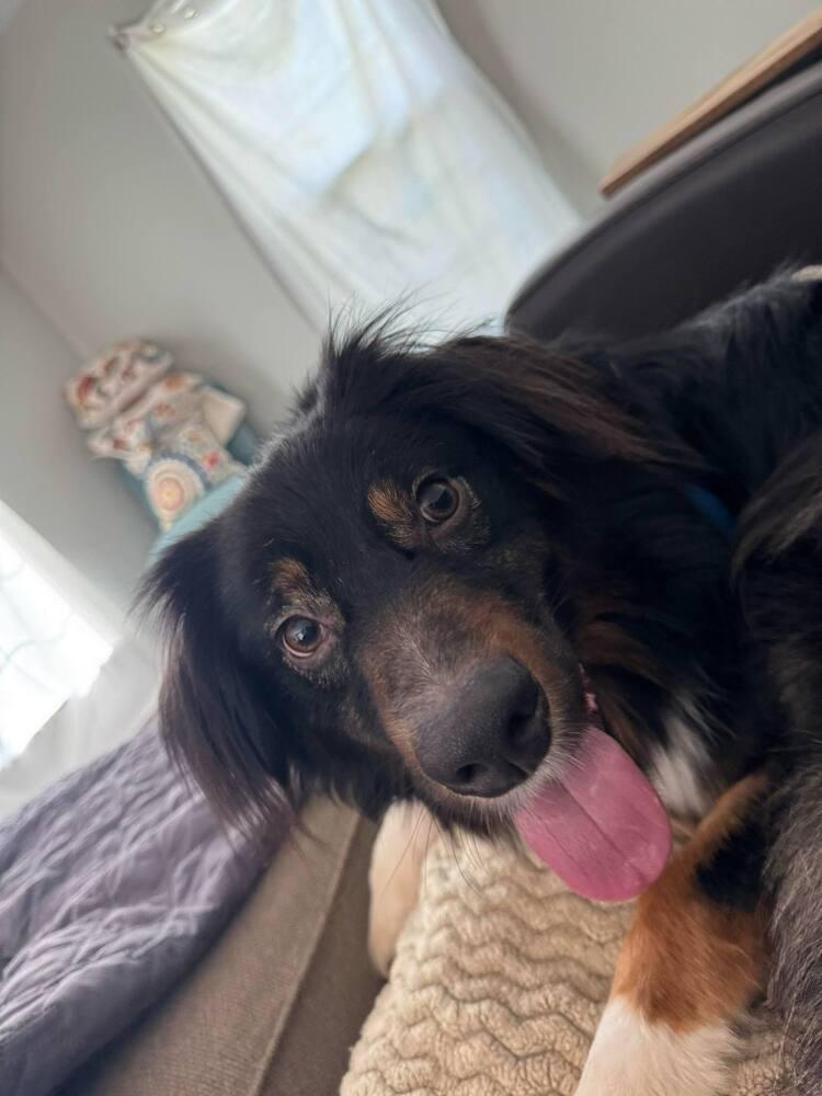 Jake SC NKA Boone, a Adoptable Australian Shepherd in Columbia, SC image 4/4