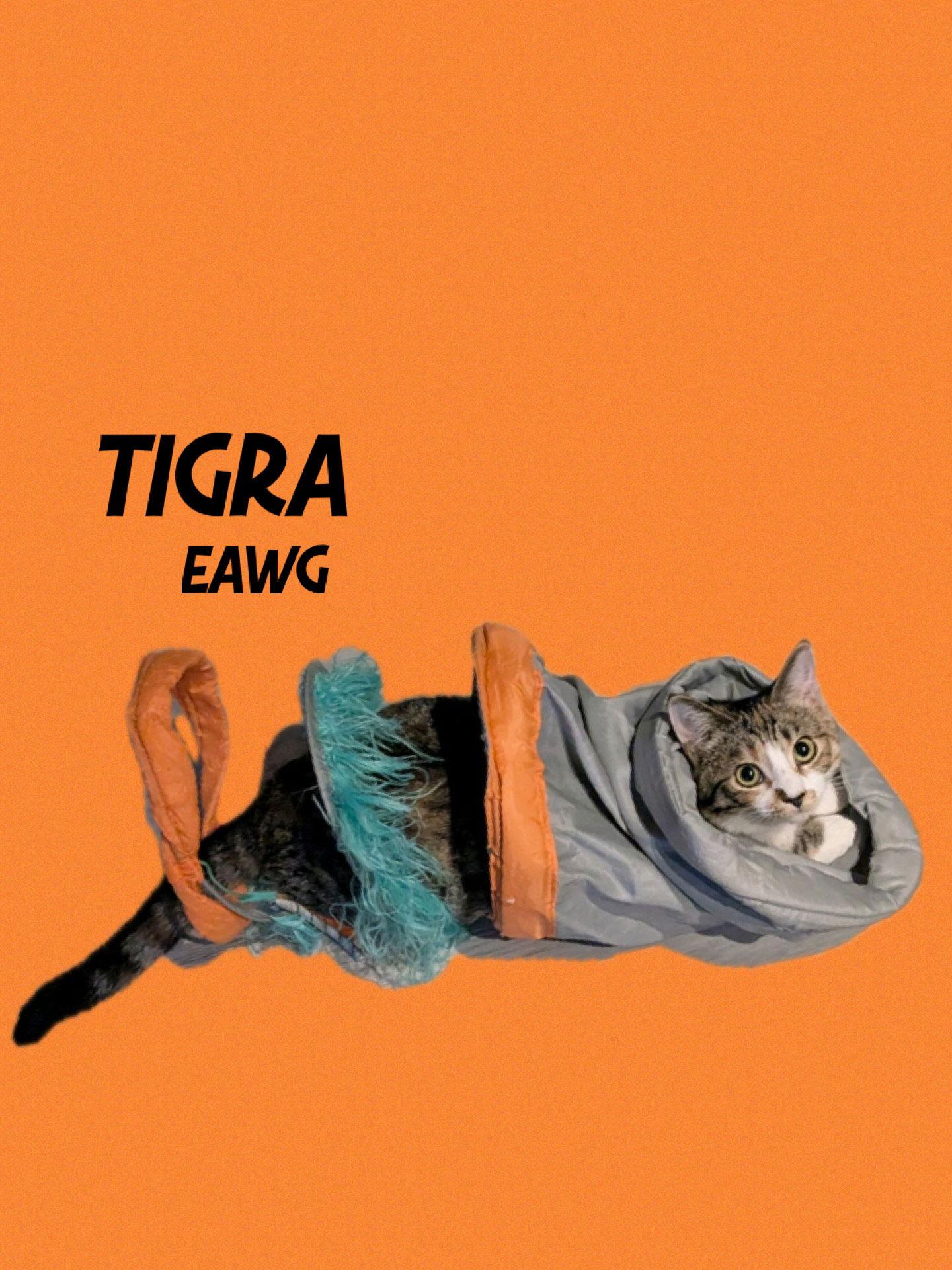 Enlarge Tigra, a Adoptable Torbie in Pensacola, FL image 1/1