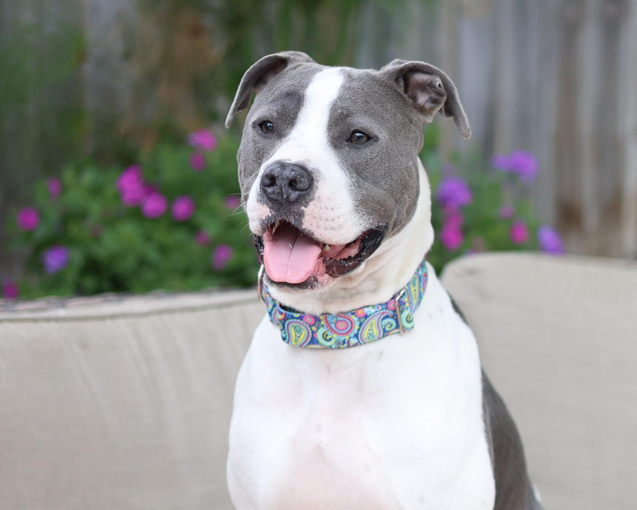 Enlarge Klaus, a Adoptable mixed breed in Sioux Falls, SD image 2/6