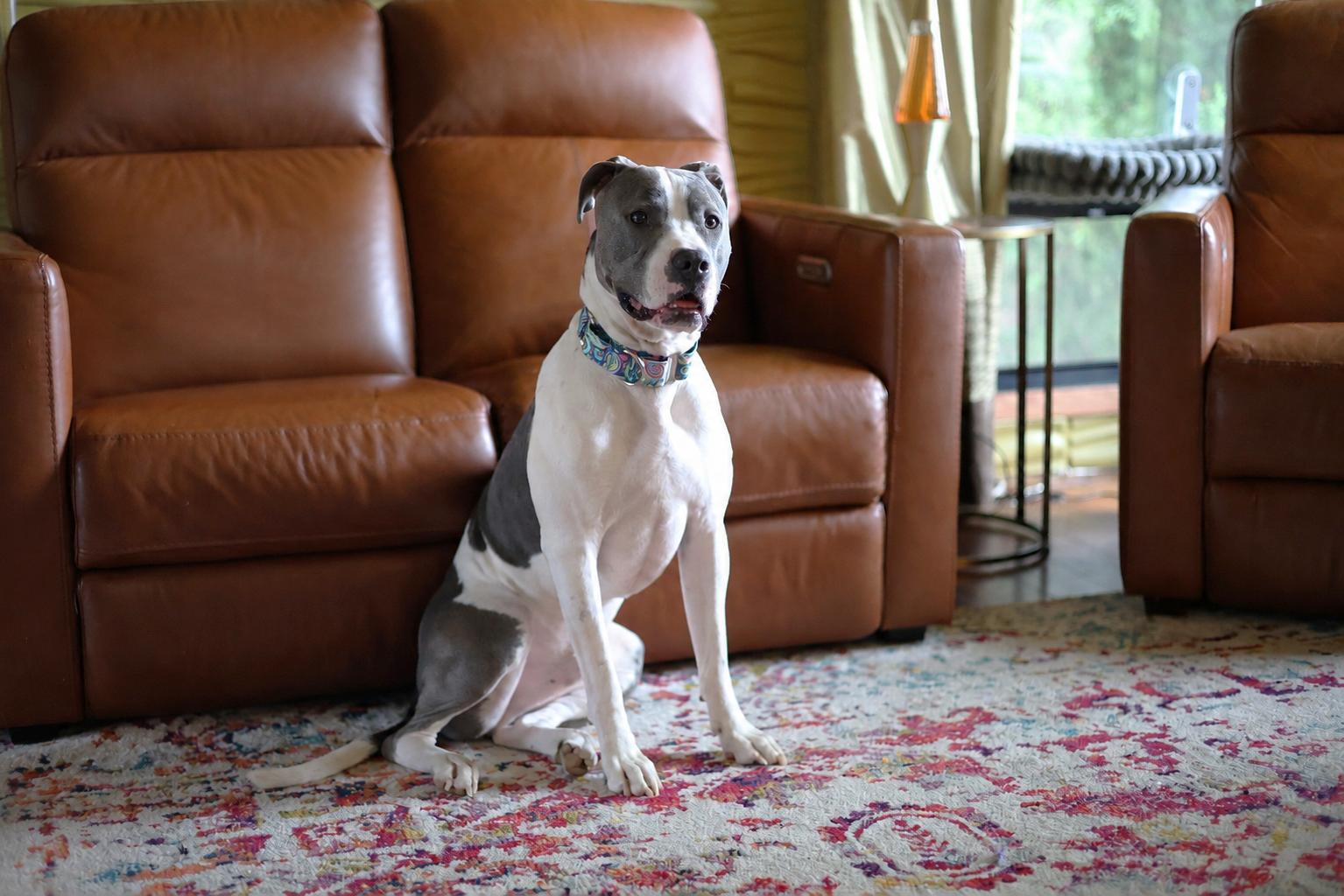 Enlarge Klaus, a Adoptable mixed breed in Sioux Falls, SD image 4/6