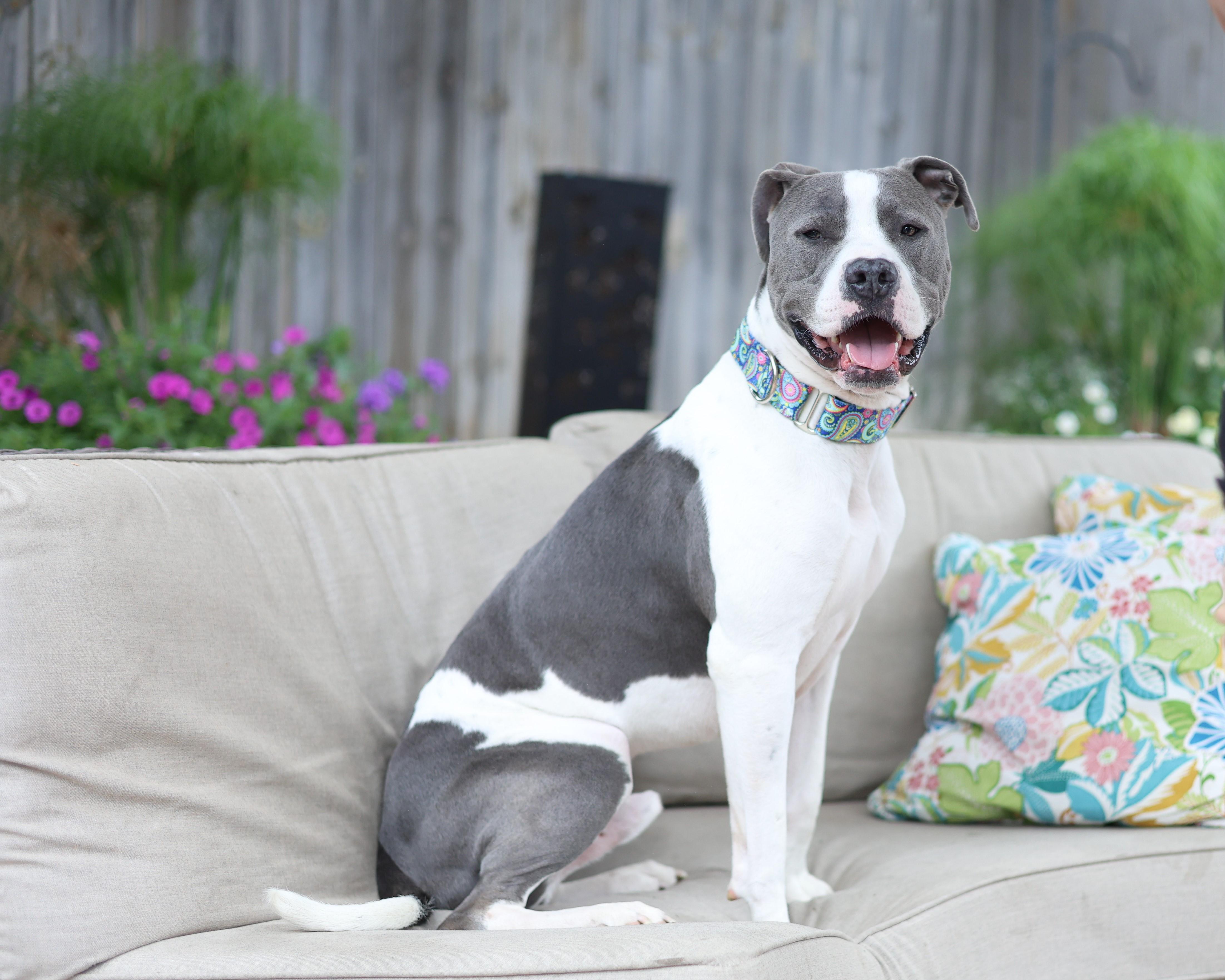 Enlarge Klaus, a Adoptable mixed breed in Sioux Falls, SD image 5/6
