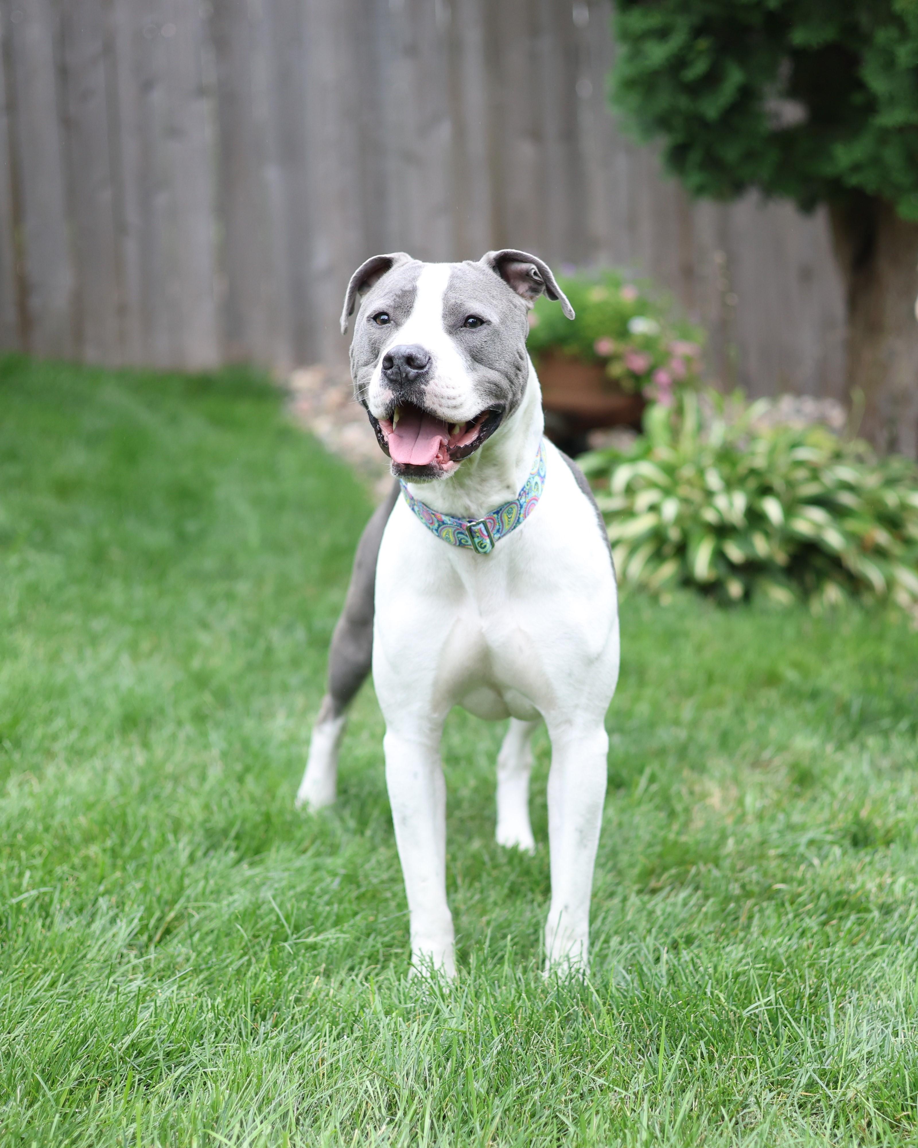 Enlarge Klaus, a Adoptable mixed breed in Sioux Falls, SD image 3/6
