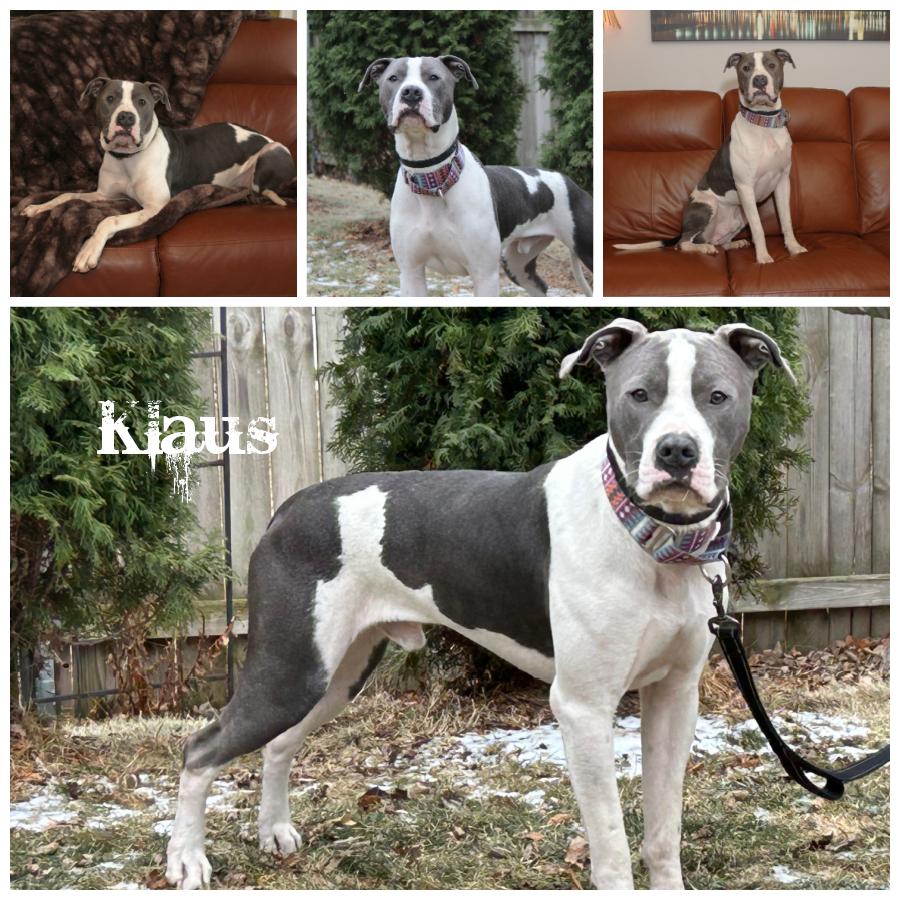 Klaus, a Adoptable mixed breed image 1/6