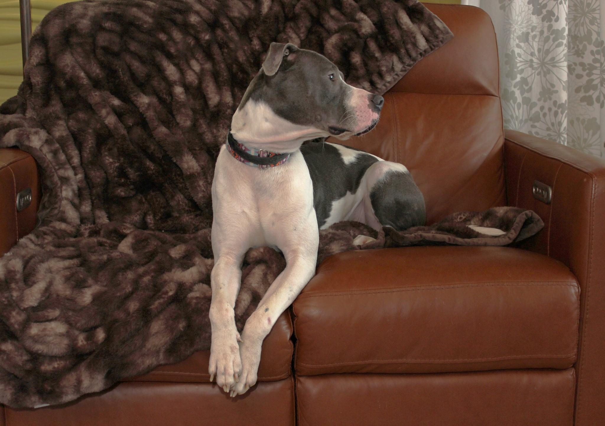 Klaus, a Adoptable mixed breed image 2/6