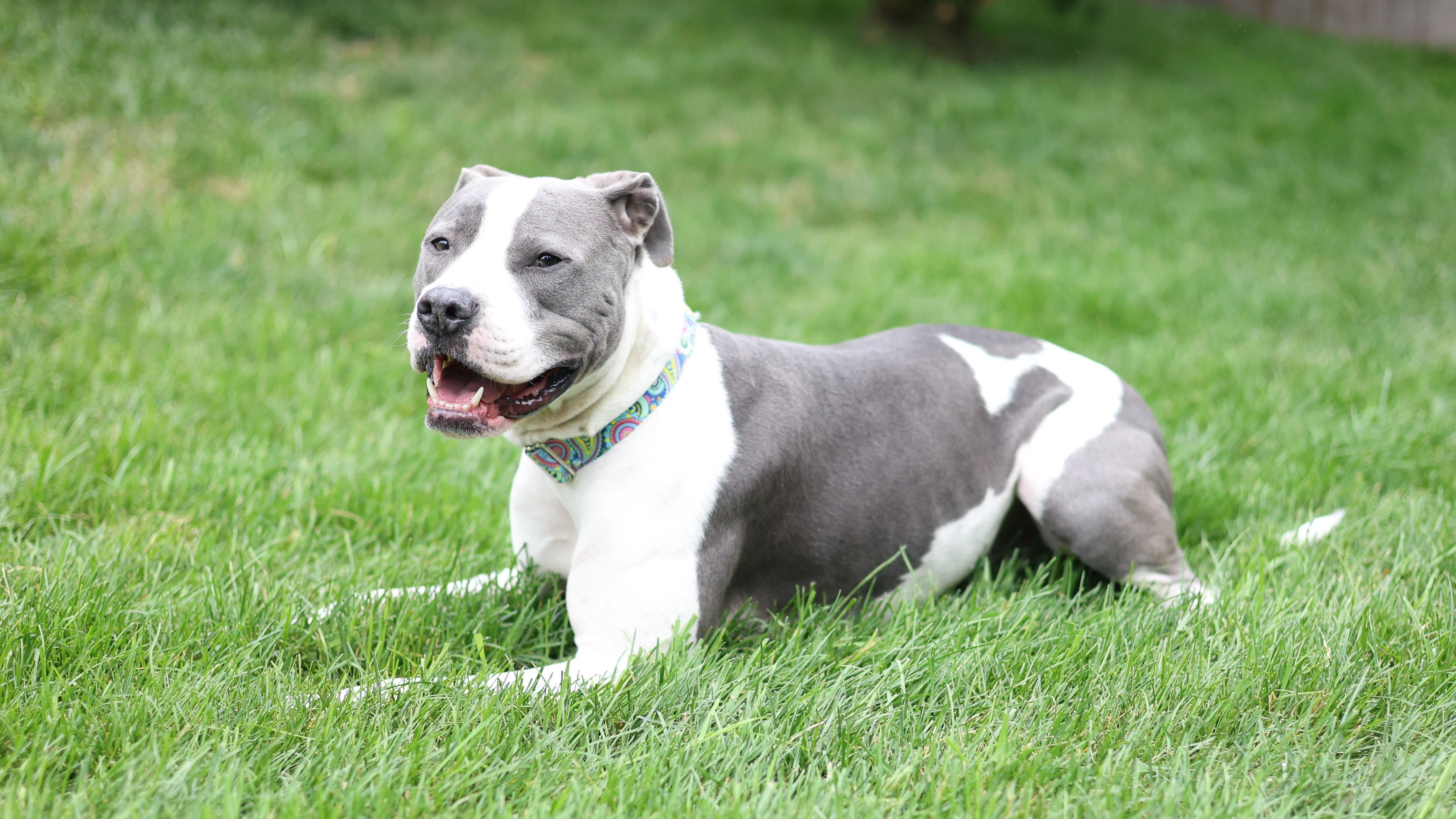 Enlarge Klaus, a Adoptable mixed breed in Sioux Falls, SD image 6/6