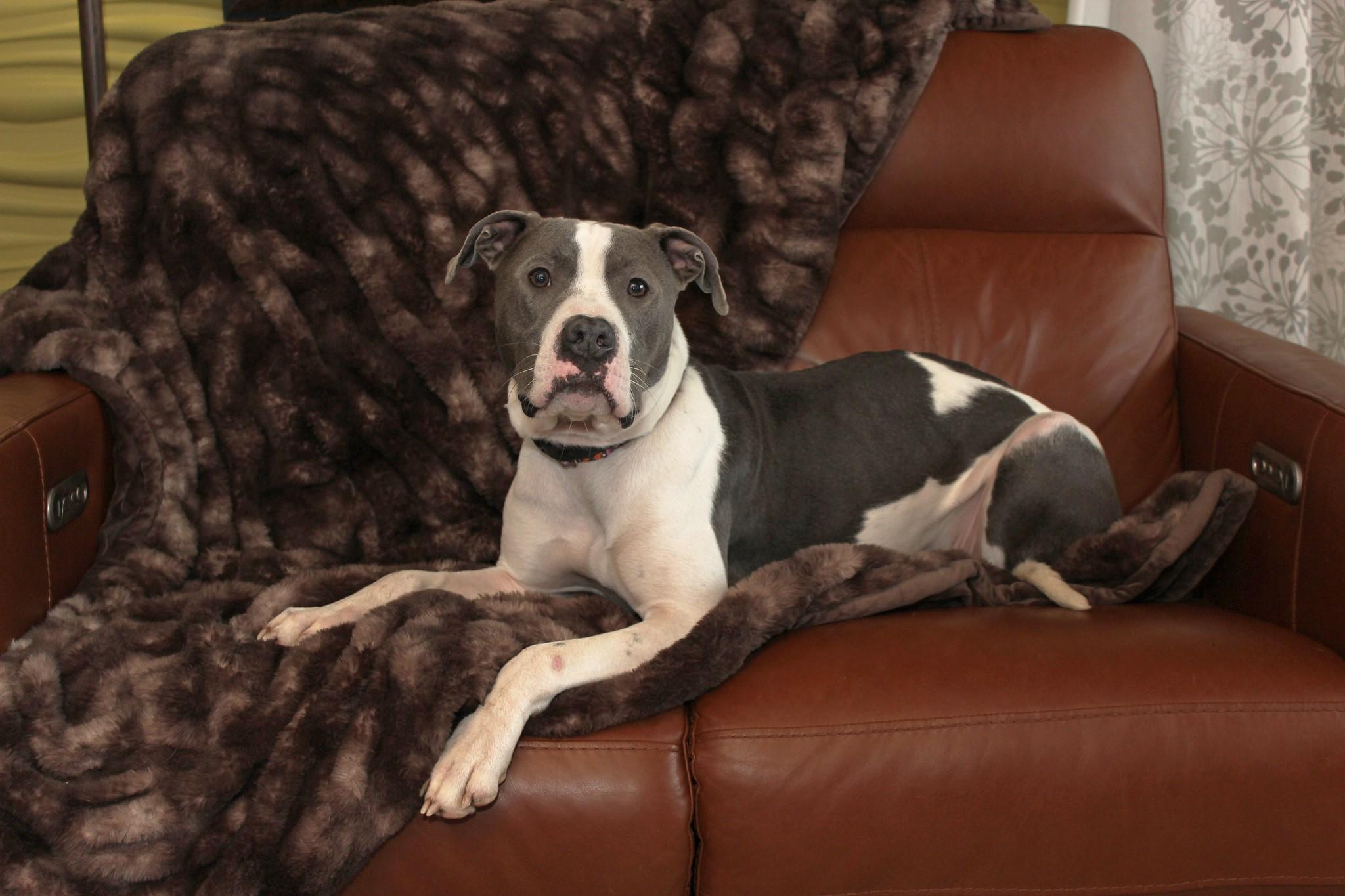 Klaus, a Adoptable mixed breed image 4/6