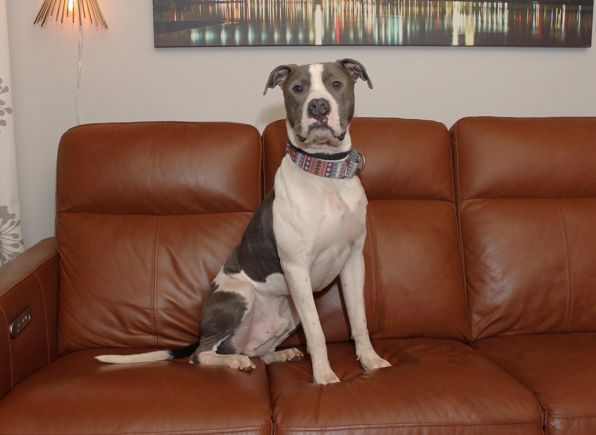 Klaus, Adoptable, Adult Male Terrier.