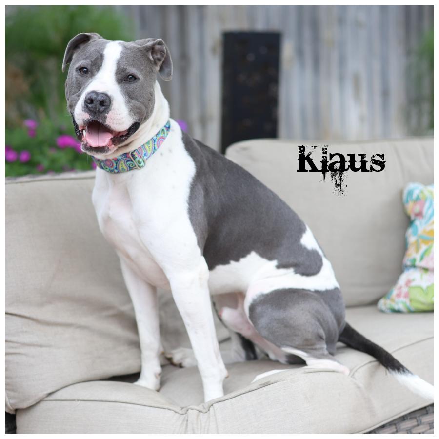 Klaus, Adoptable, Adult Male Terrier.
