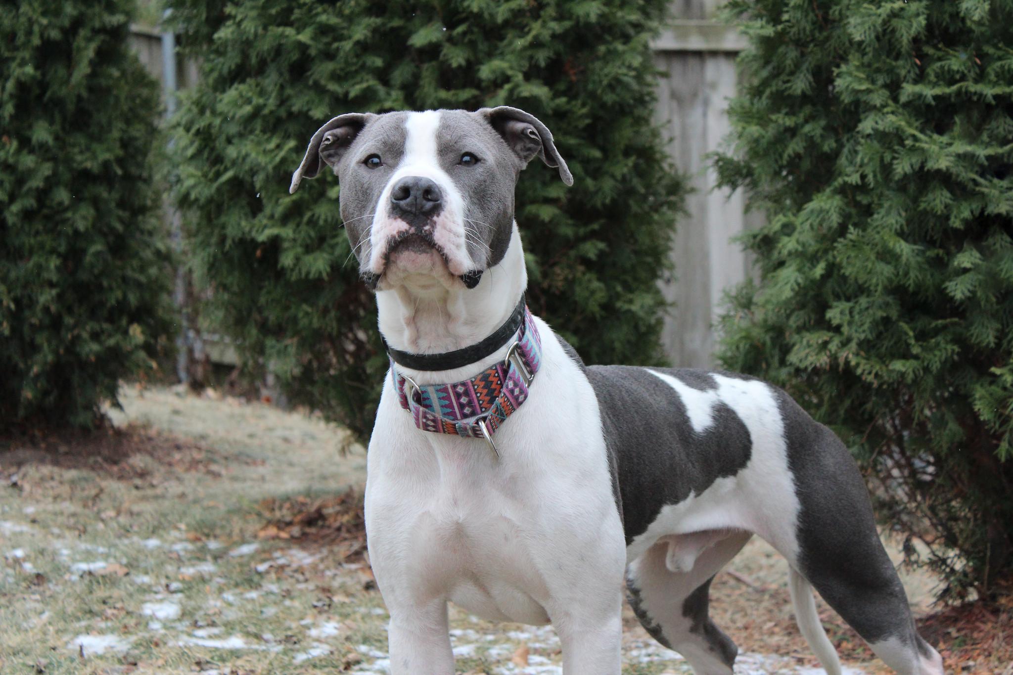 Klaus, Adoptable, Adult Male Terrier.