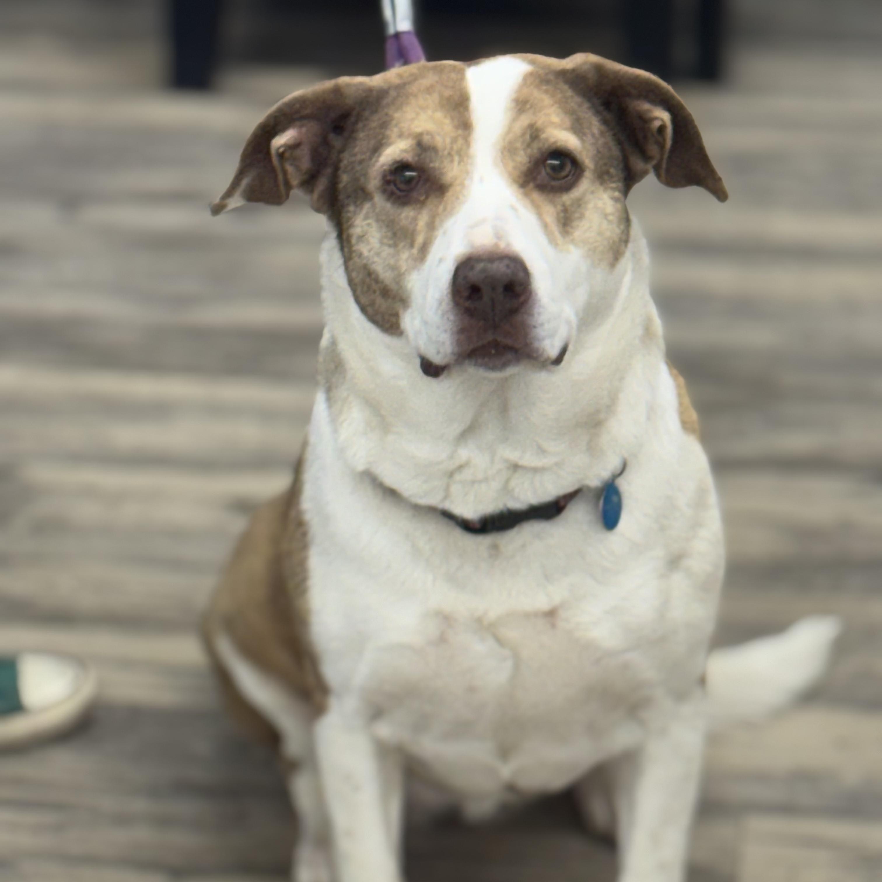 Dolly — thumbnail 2