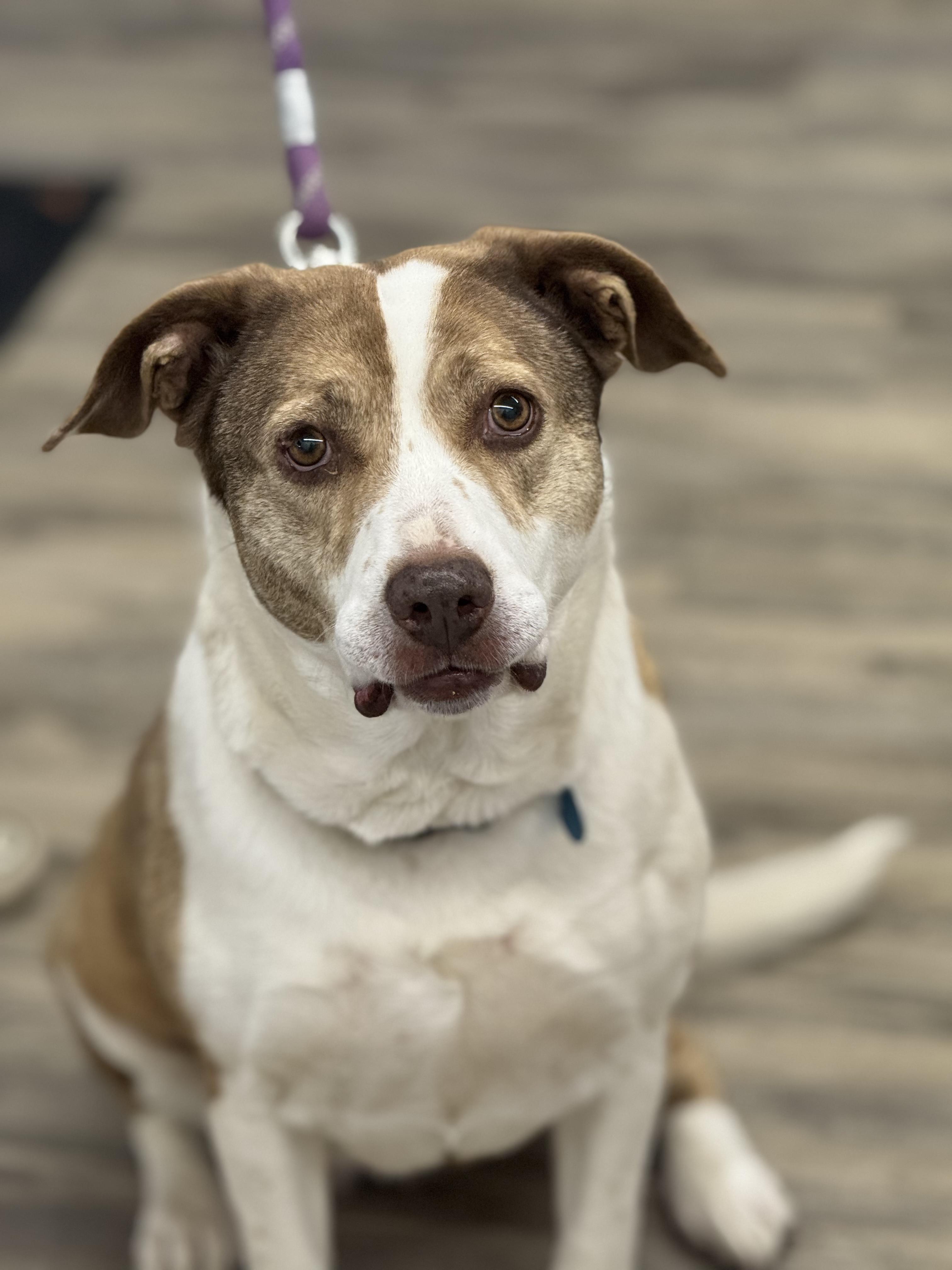 Dolly — thumbnail 3