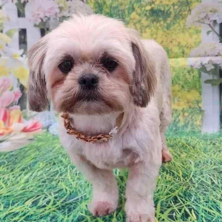 Minnie, ADOPTABLE, Young Female Shih Tzu.