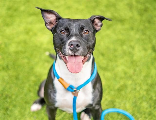 Enlarge SARGENT O'CHEESE, a Adoptable mixed breed in San Jose, CA image 1/1