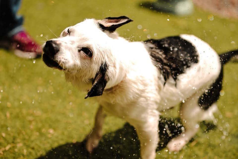 Rowdy (fka Buddy), a Adoptable mixed breed in Wausau, WI image 1/6