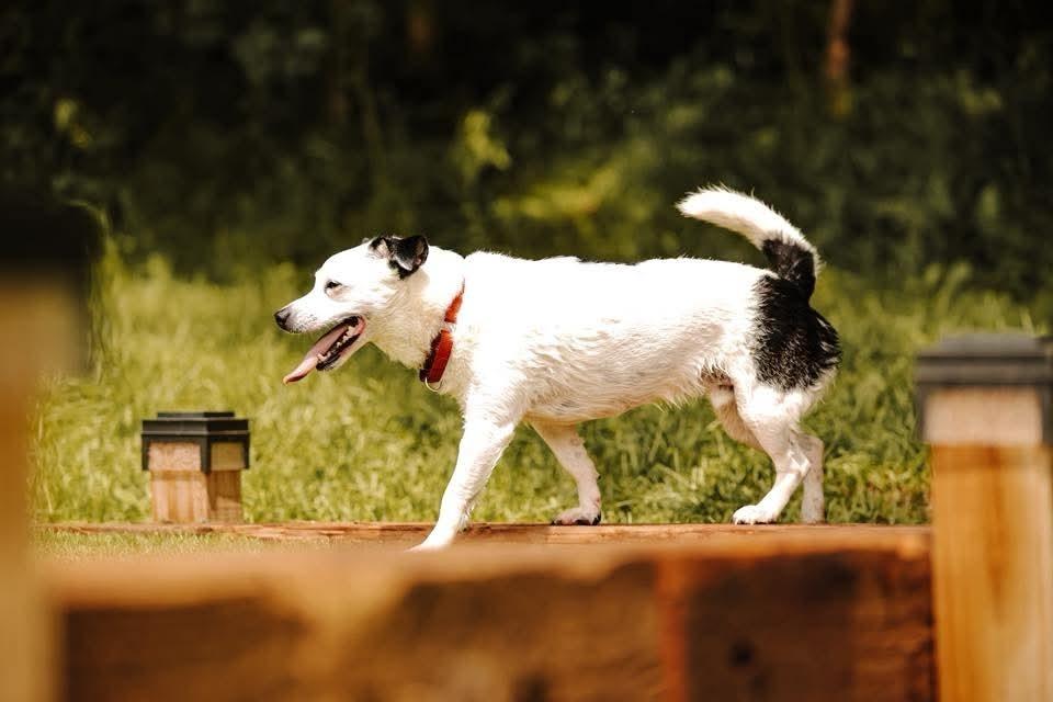 Rowdy (fka Buddy), a Adoptable mixed breed in Wausau, WI image 2/6