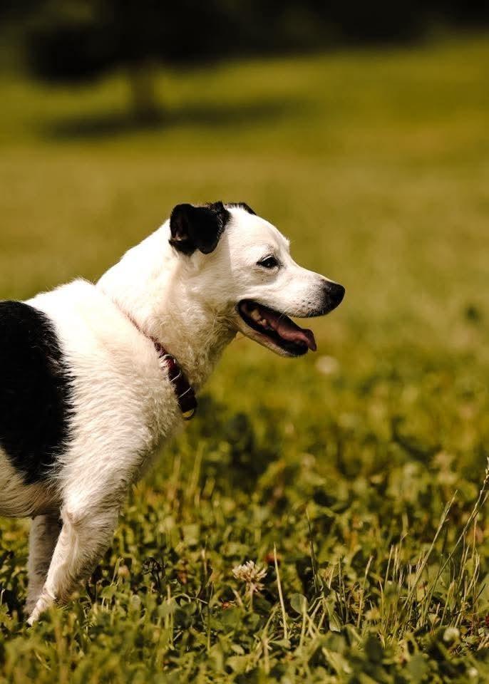 Rowdy (fka Buddy), a Adoptable mixed breed in Wausau, WI image 3/6