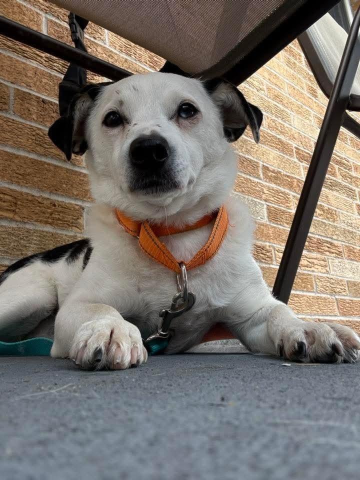 Rowdy (fka Buddy), a Adoptable mixed breed in Wausau, WI image 4/6