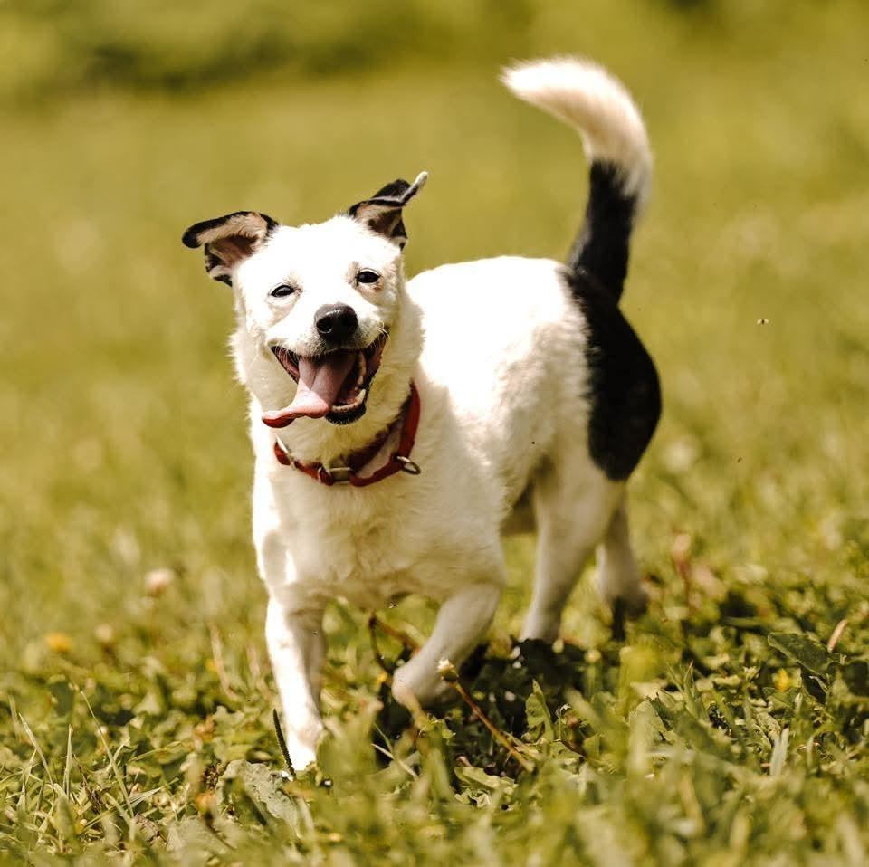 Rowdy (fka Buddy), a Adoptable mixed breed in Wausau, WI image 5/6