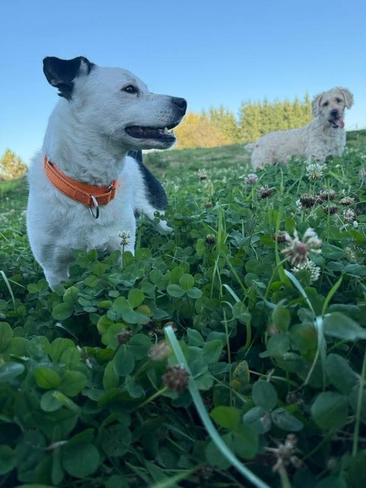 Rowdy (fka Buddy), a Adoptable mixed breed in Wausau, WI image 6/6