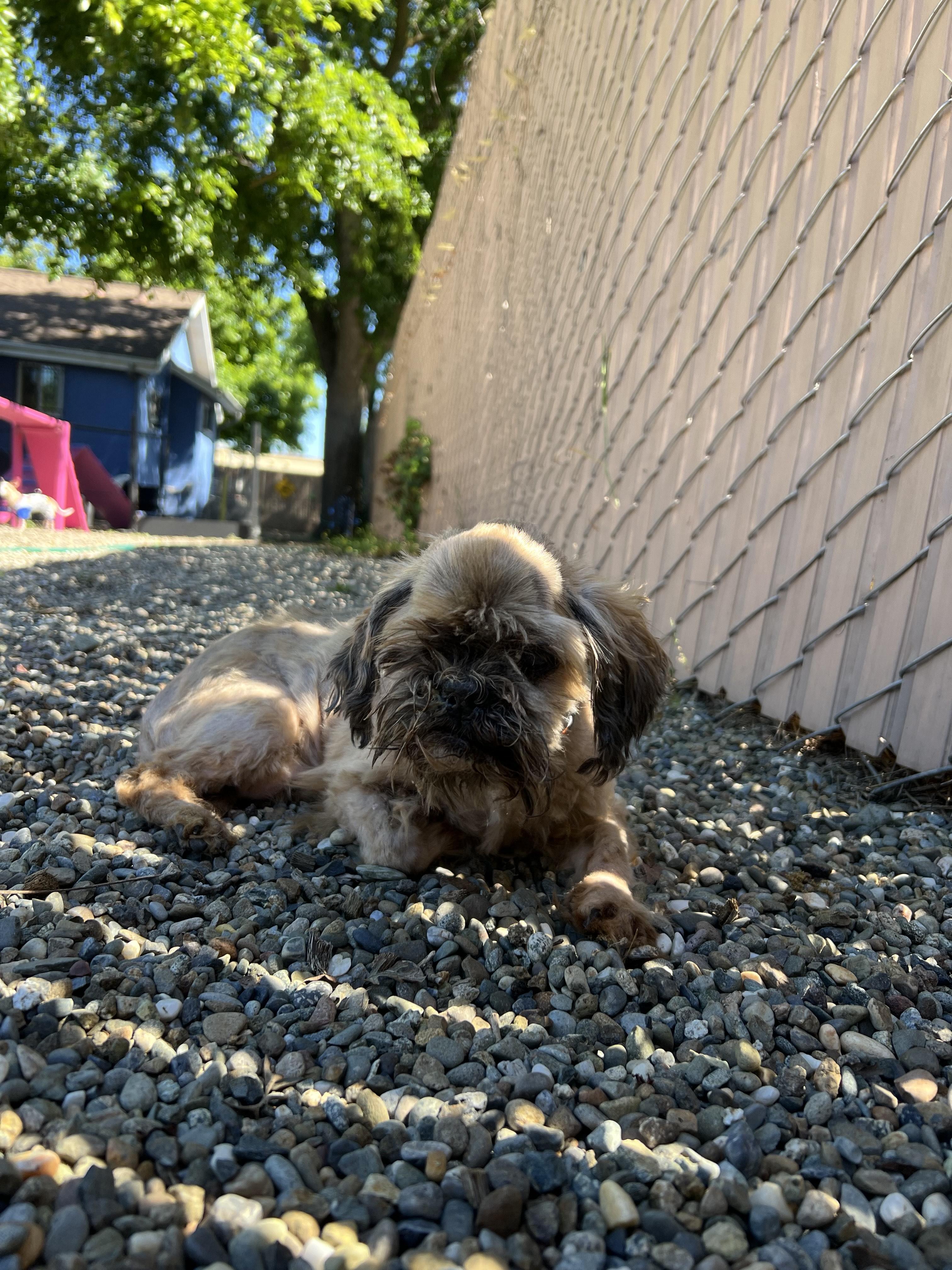 Enlarge Miko, a ADOPTABLE Shih Tzu in Sacramento, CA image 4/4