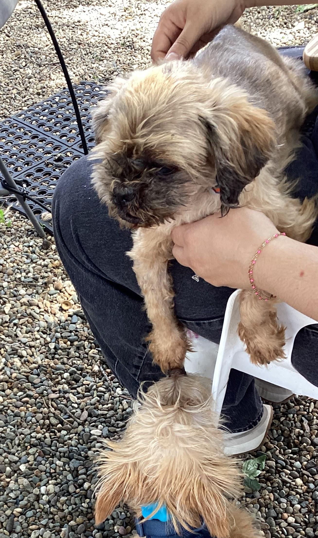 Enlarge Miko, a ADOPTABLE Shih Tzu in Sacramento, CA image 2/4