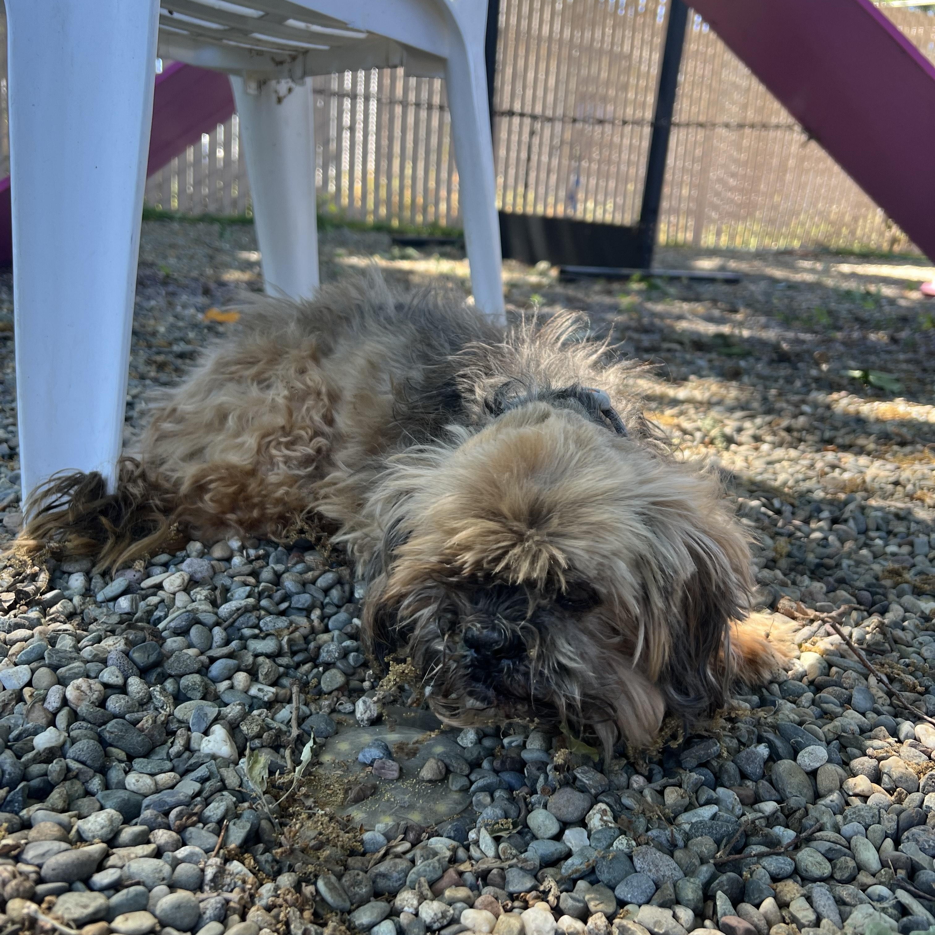 Enlarge Miko, a ADOPTABLE Shih Tzu in Sacramento, CA image 3/4