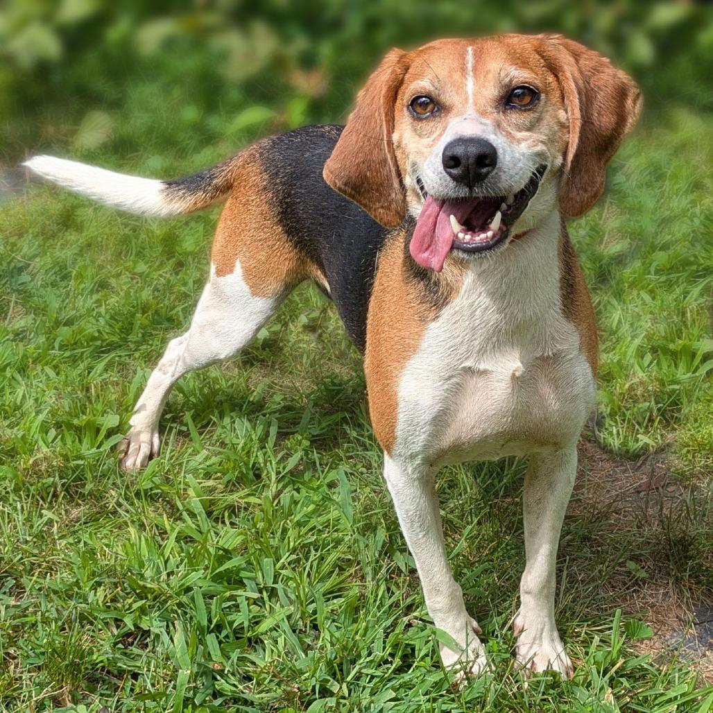 Itsy, Adoptable, Adult Male Beagle.