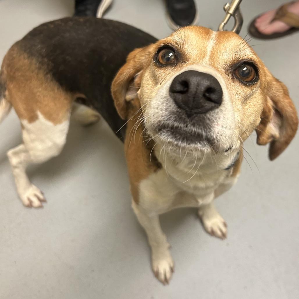 Enlarge Itsy, a Adoptable Beagle in Charlottesville, VA image 2/3