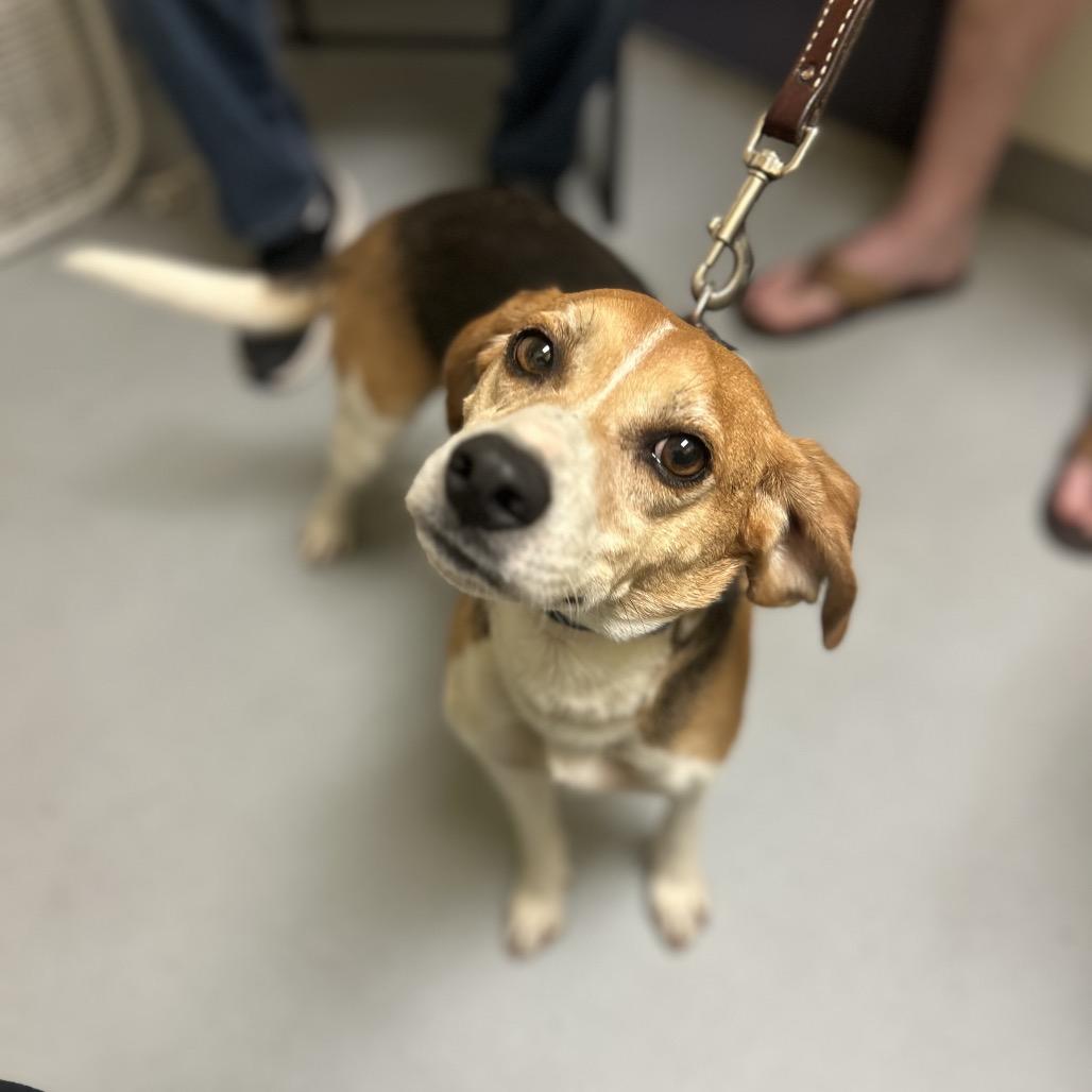 Enlarge Itsy, a Adoptable Beagle in Charlottesville, VA image 3/3