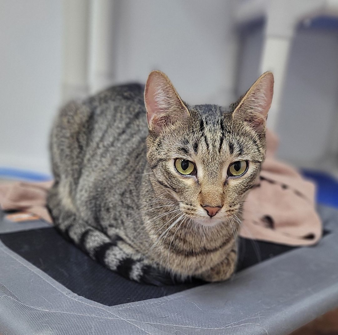 Enlarge Elton, a Adoptable Domestic Short Hair in Decatur, IL image 4/6