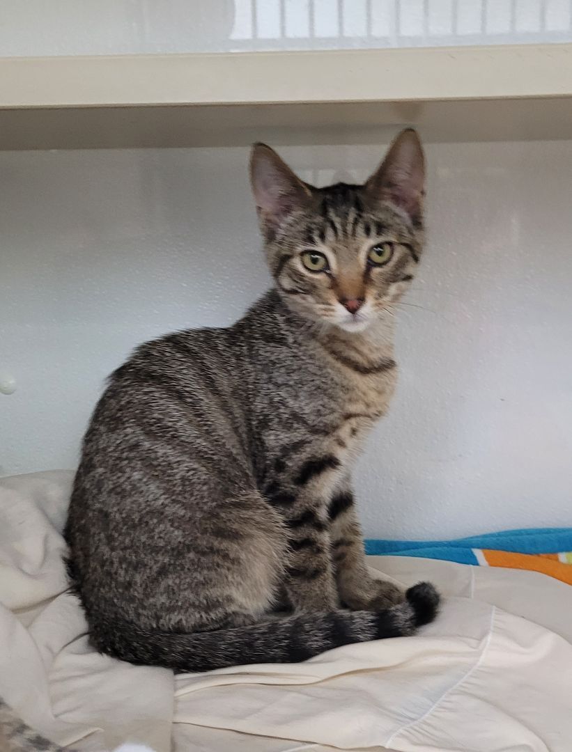 Enlarge Elton, a Adoptable Domestic Short Hair in Decatur, IL image 5/6