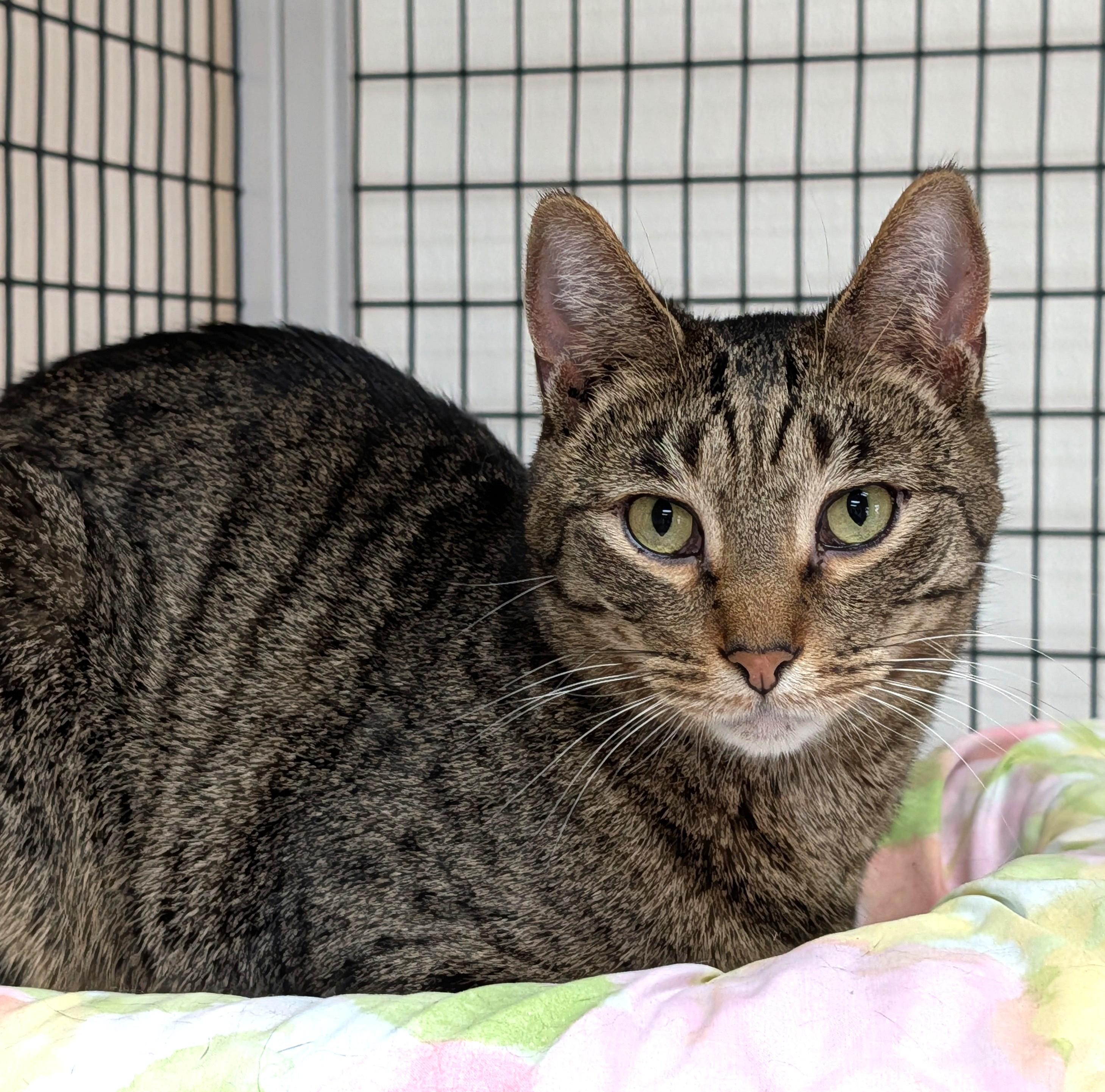 Enlarge Elton, a Adoptable Domestic Short Hair in Decatur, IL image 1/5