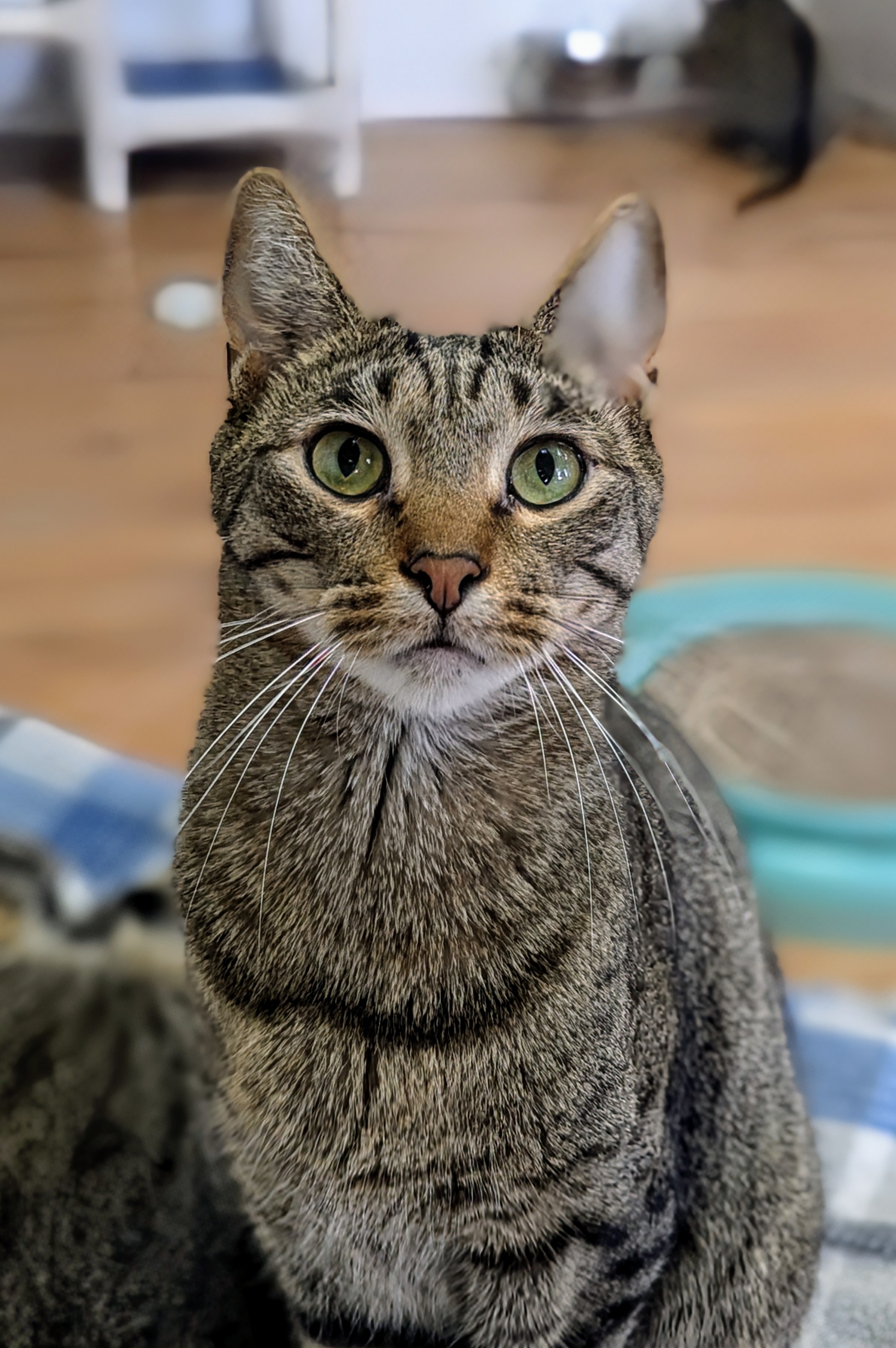 Enlarge Elton, a Adoptable Domestic Short Hair in Decatur, IL image 1/6