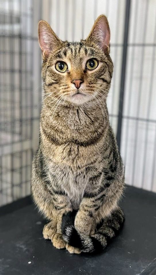 Enlarge Elton, a Adoptable Domestic Short Hair in Decatur, IL image 6/6