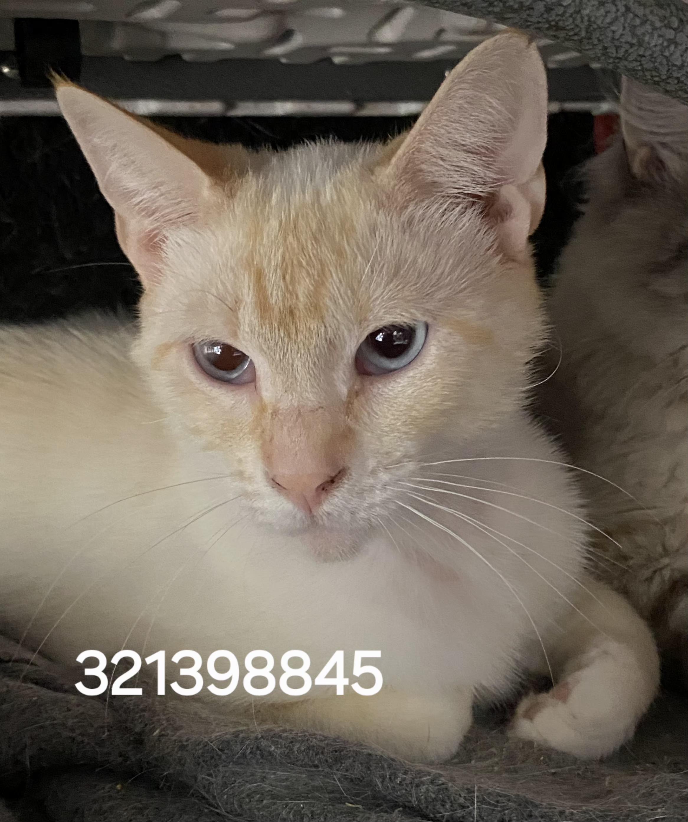 321398845, ADOPTABLE, Young Male Siamese.