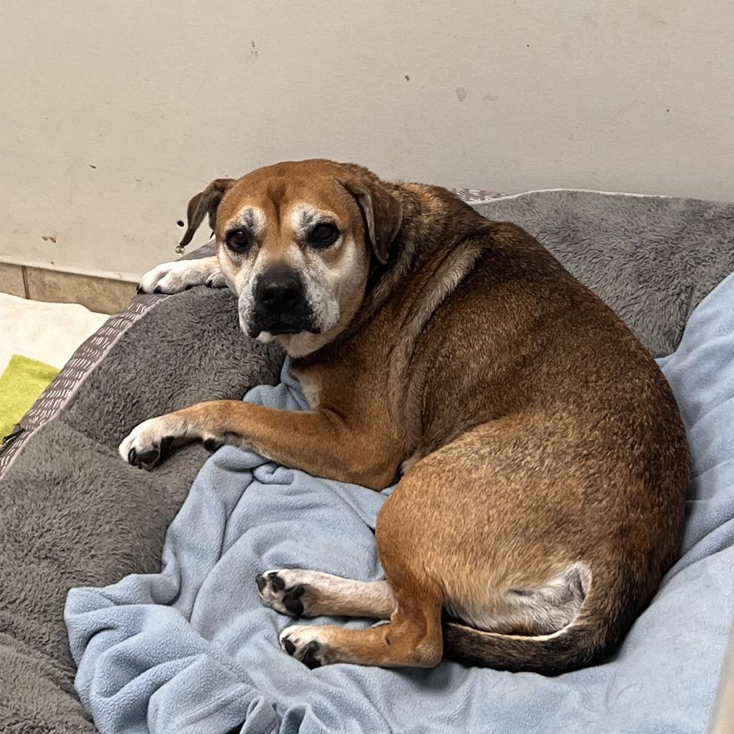 Enlarge Dixie, a Adoptable mixed breed in Columbus, GA image 1/2